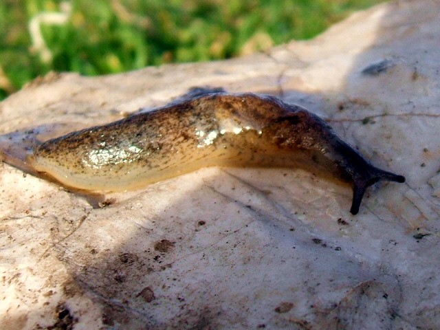 Una Tandonia da Rignano Garganico FG